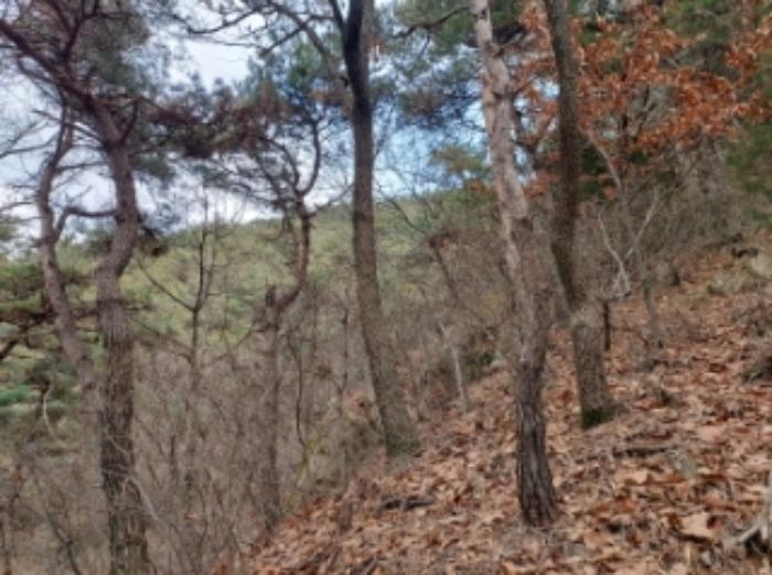 충청남도 당진시 구룡동 산191-3 임야 경매 사진 28