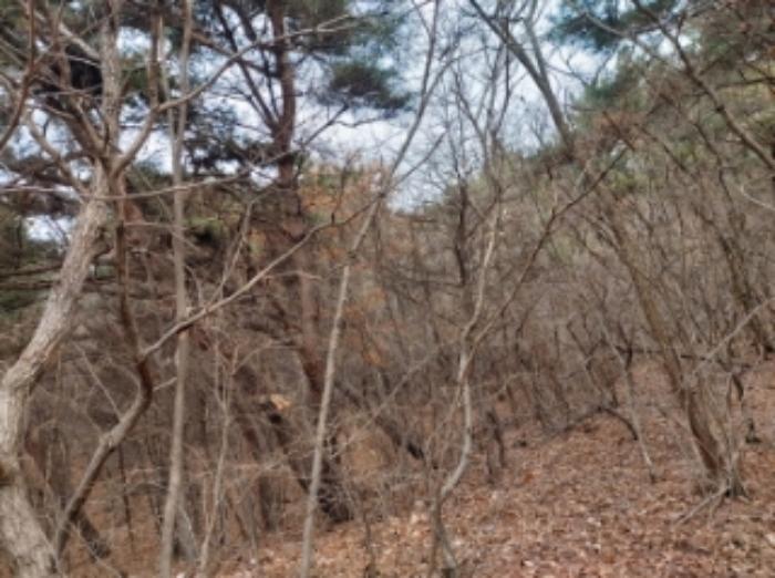 충청남도 당진시 구룡동 산191-3 임야 경매 사진 8