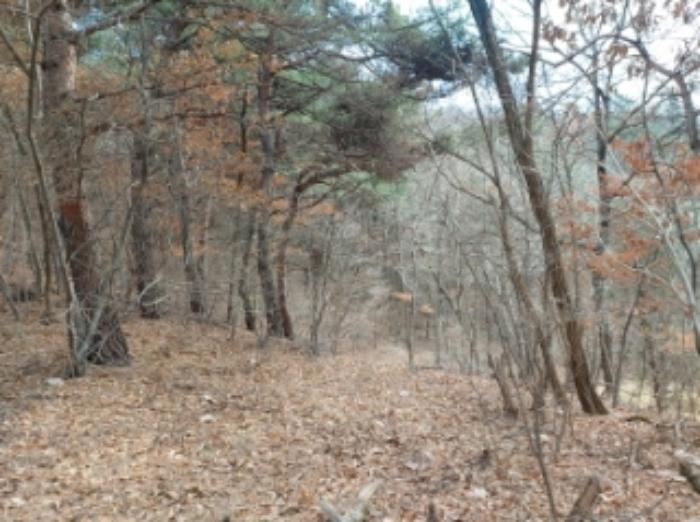 충청남도 당진시 구룡동 산191-3 임야 경매 사진 9