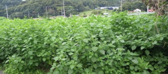경기도 연천군 군남면 삼거리 354 전 경매 사진 56