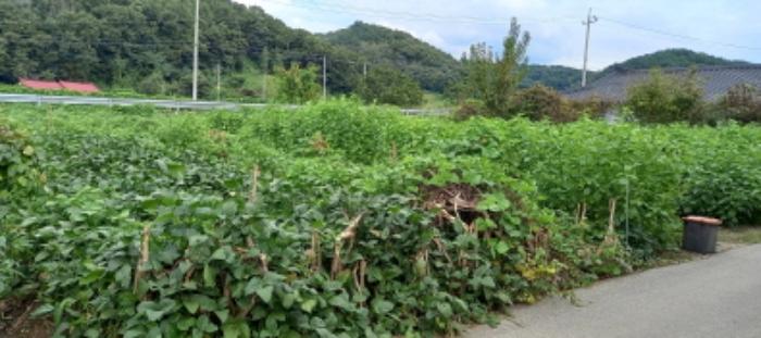 경기도 연천군 군남면 삼거리 354 전 경매 사진 58