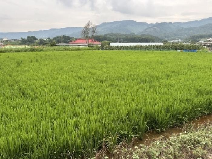 충청북도 청주시 청원구 내수읍 세교리 367 전 경매 사진 2
