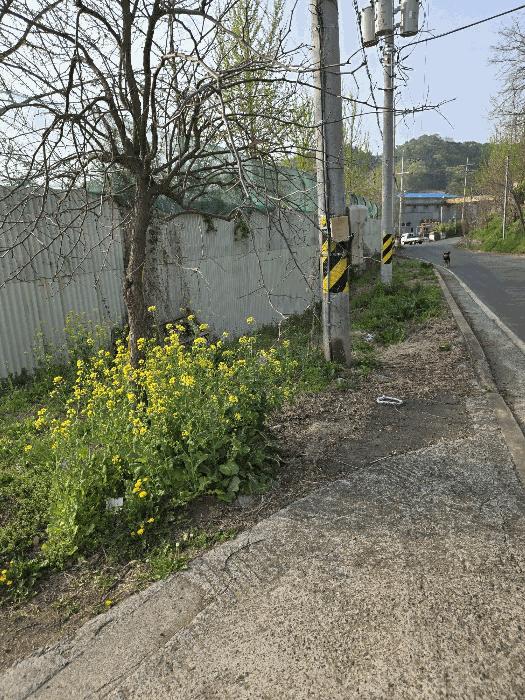 경상남도 함안군 대산면 평림리 694 답 경매 사진 12