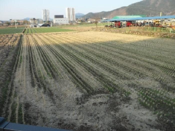 경상북도 고령군 대가야읍 고아리 135-1 답 경매 사진 4