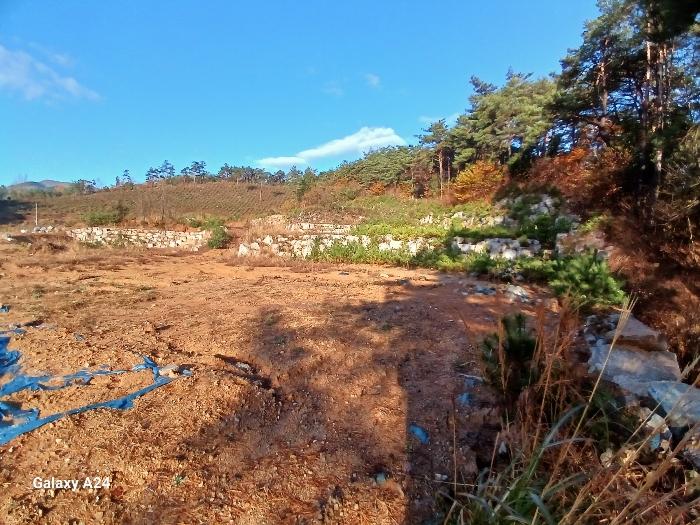 전라남도 장성군 서삼면 모암리 산46 임야 경매 사진 6
