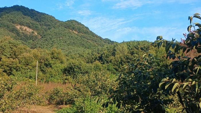 경상남도 합천군 쌍책면 사양리 산109 임야 경매 사진 6
