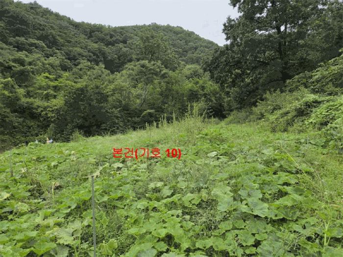 경상남도 합천군 야로면 청계리 119 축사(농가시설) 경매 사진 33