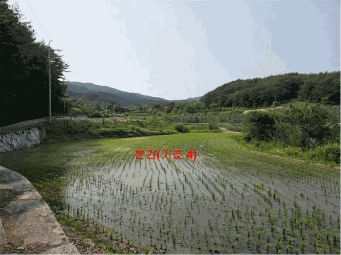 경상남도 함양군 서상면 옥산리 131-6 답 경매 사진 3