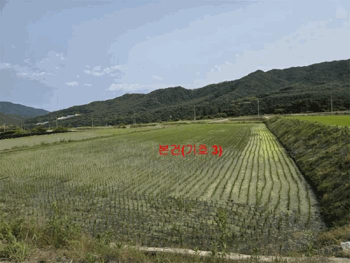 경상남도 함양군 서상면 옥산리 131-6 답 경매 사진 7