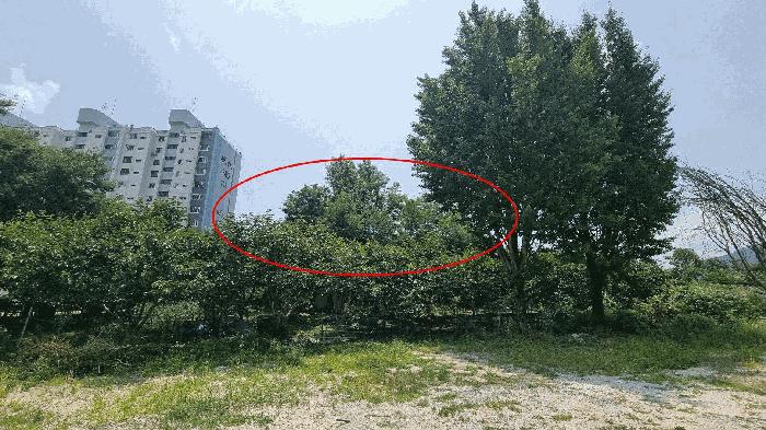 경상남도 거창군 거창읍 상림리 산11-2 임야 경매 사진 2