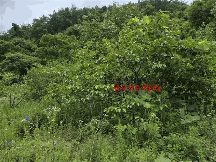 경상남도 합천군 대양면 백암리 916 전 경매 사진 8