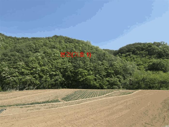 경상남도 합천군 용주면 용지리 산52-1 임야 경매 사진 1