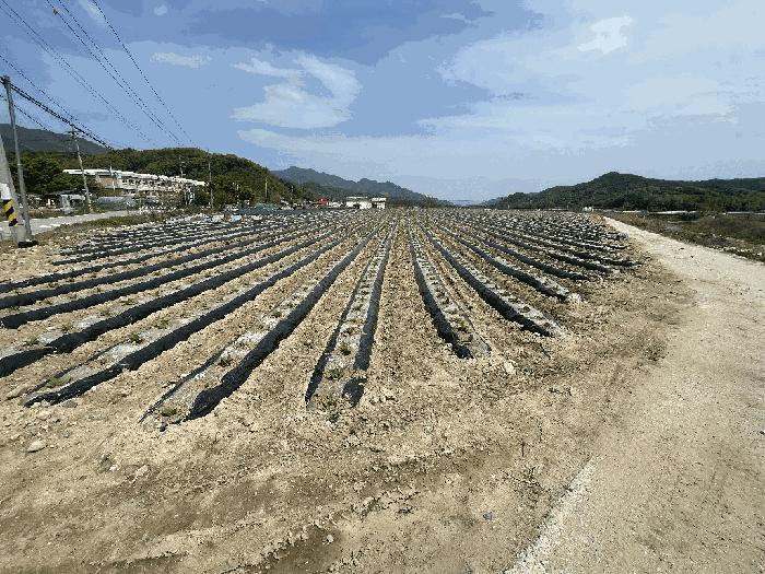 충청북도 충주시 노은면 대덕리 149-7 답 경매 사진 11
