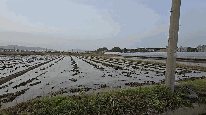 충청북도 음성군 대소면 오류리 327-1 답 경매 사진 1