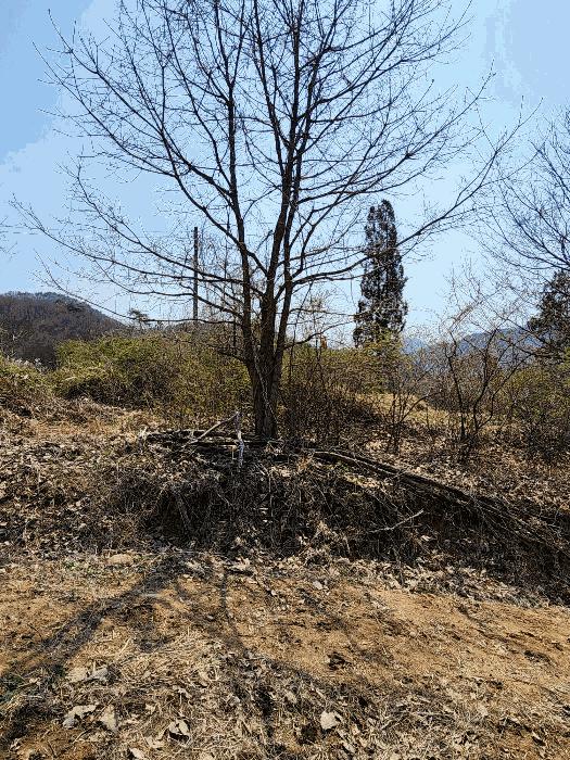충청북도 충주시 소태면 오량리 54 전 경매 사진 5