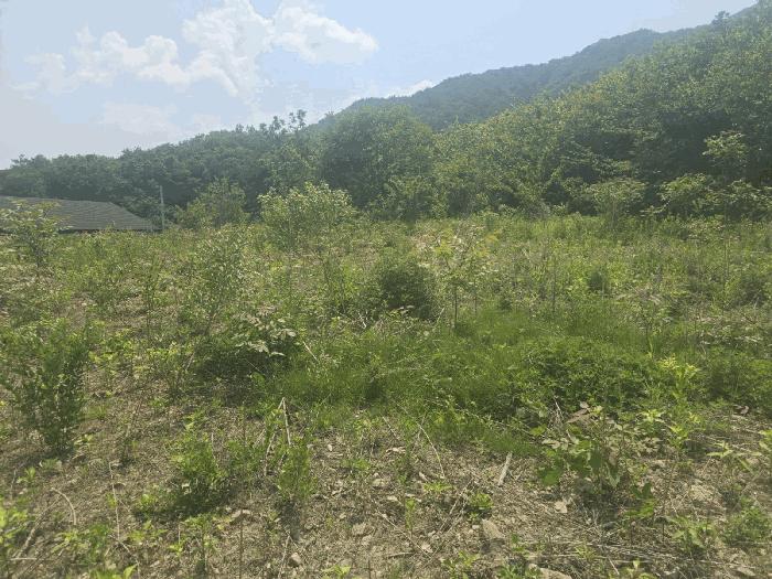 강원특별자치도 원주시 호저면 용곡리 374 전 경매 사진 1