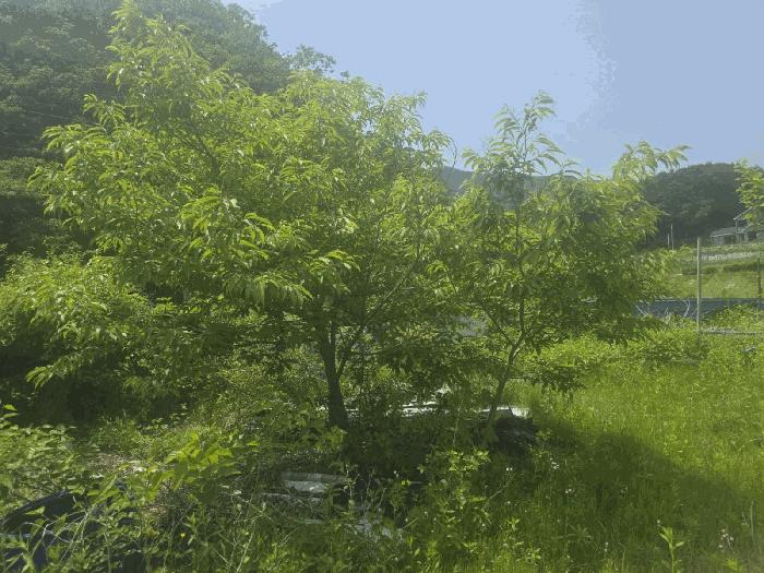 강원특별자치도 원주시 호저면 용곡리 374 전 경매 사진 2