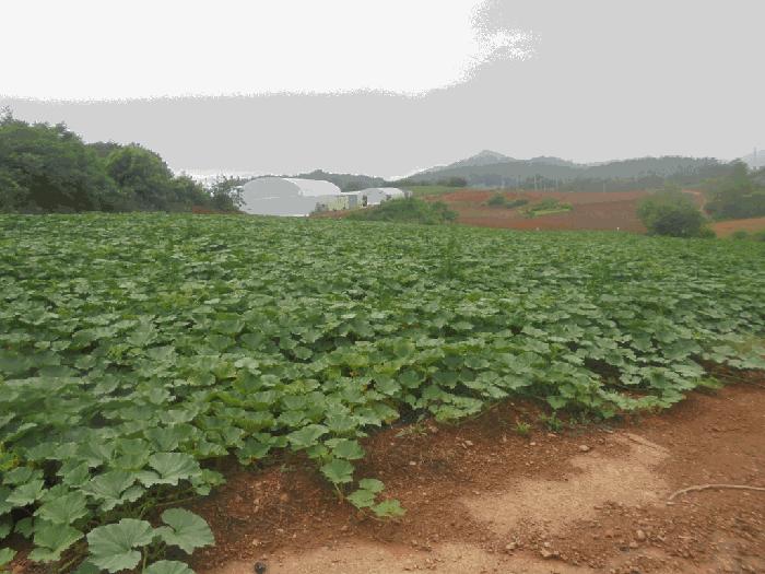 전라남도 무안군 무안읍 교촌리 835-7 전 경매 사진 3