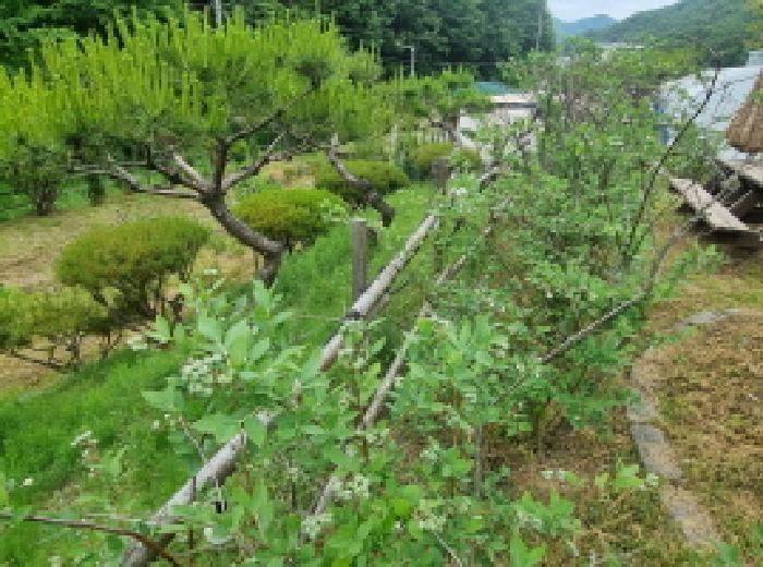 세종특별자치시 장군면 금암리 263-2 답 경매 사진 64