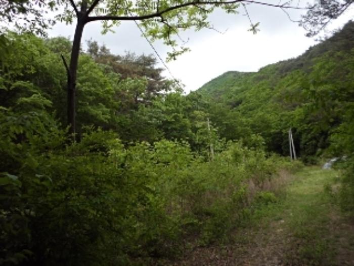 경상남도 밀양시 단장면 구천리 산99 임야 경매 사진 16