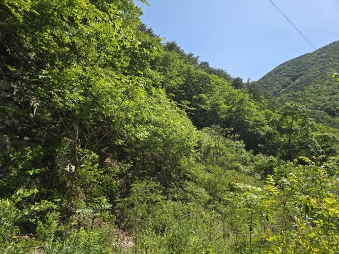경상남도 밀양시 단장면 구천리 산99 임야 경매 사진 6