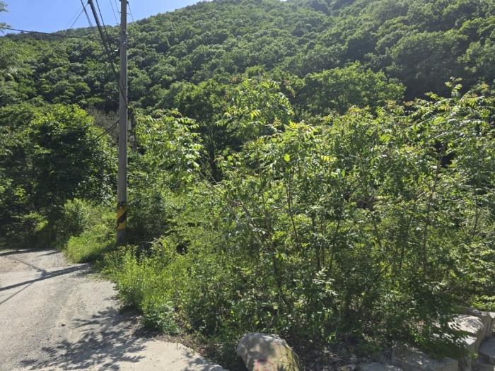 경상남도 밀양시 단장면 구천리 산99 임야 경매 사진 7