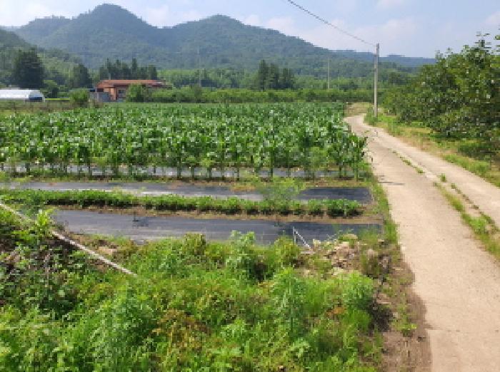 전라남도 강진군 강진읍 춘전리 969 답 경매 사진 7