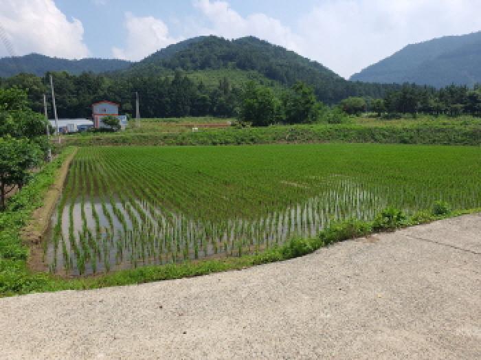 전라남도 강진군 강진읍 춘전리 969 답 경매 사진 9