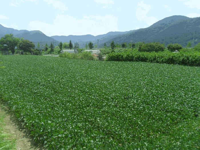 경상남도 밀양시 답