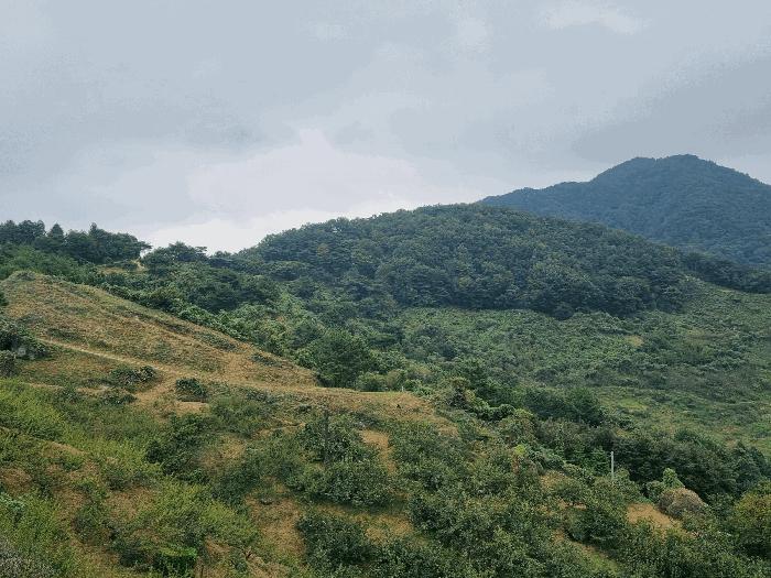 전라남도 광양시 진상면 비평리 산149 임야 경매 사진 4