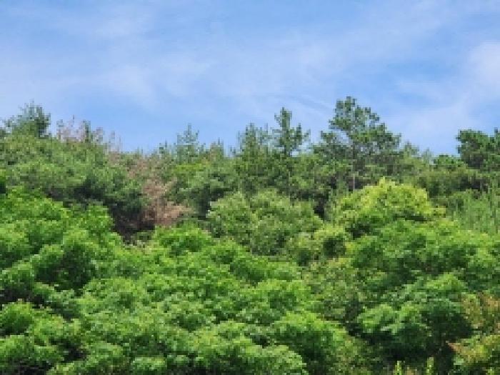 전라남도 여수시 율촌면 산수리 산229-1 임야 경매 사진 12