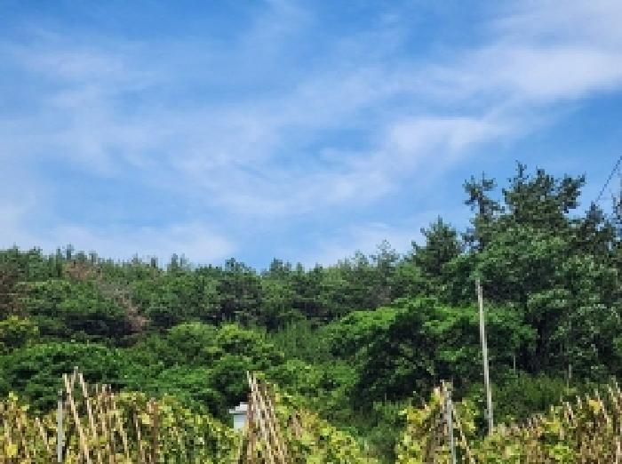 전라남도 여수시 율촌면 산수리 산229-1 임야 경매 사진 13