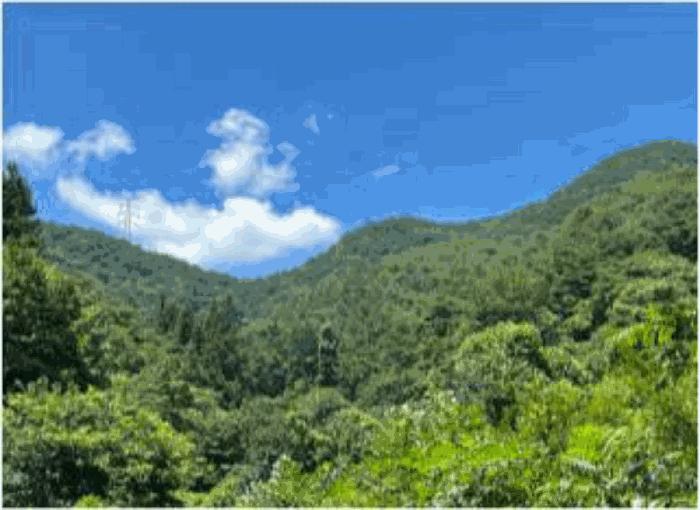 전라남도 순천시 서면 판교리 산186 임야 경매 사진 2