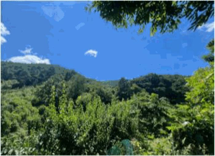전라남도 순천시 서면 판교리 산186 임야 경매 사진 4