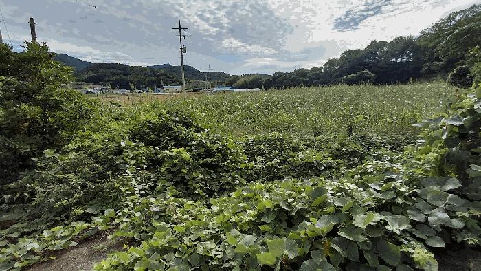 전라남도 고흥군 금산면 석정리 1463-1 답 경매 사진 2