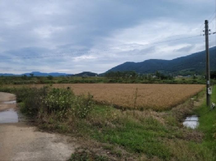 전라남도 고흥군 금산면 석정리 1463-1 답 경매 사진 29