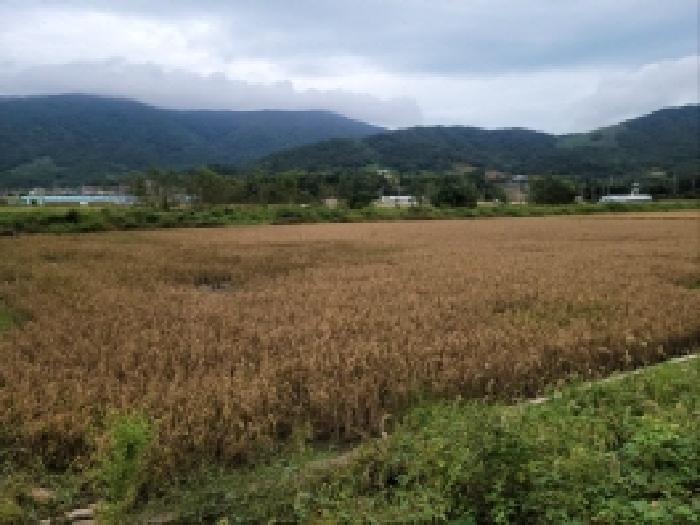 전라남도 고흥군 금산면 석정리 1463-1 답 경매 사진 32