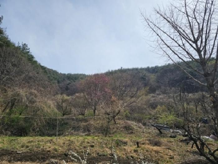 경상남도 진주시 명석면 신기리 594 전 경매 사진 4