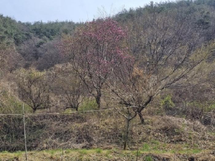 경상남도 진주시 명석면 신기리 594 전 경매 사진 5