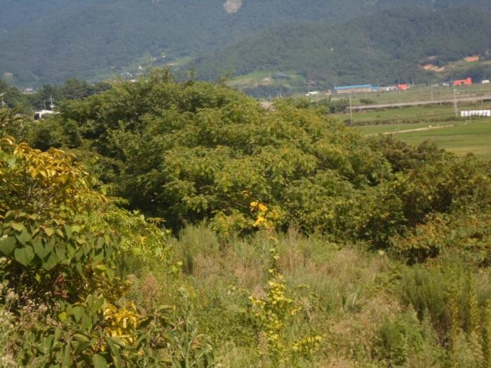 전라남도 완도군 약산면 우두리 1238 전 경매 사진 6