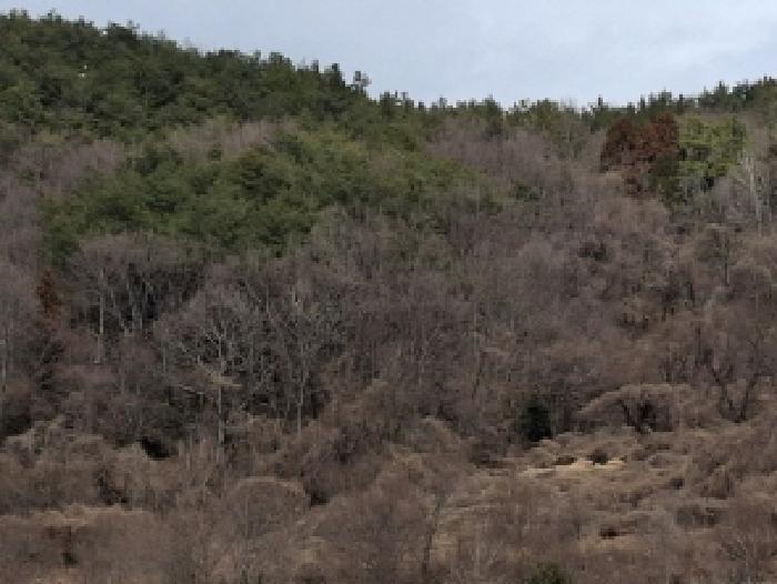 경상남도 남해군 삼동면 동천리 1338 전 경매 사진 10