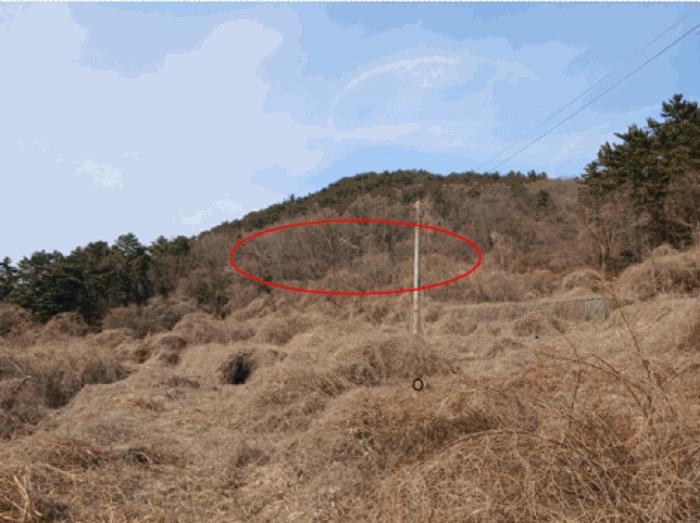 경상남도 남해군 삼동면 동천리 1338 전 경매 사진 6