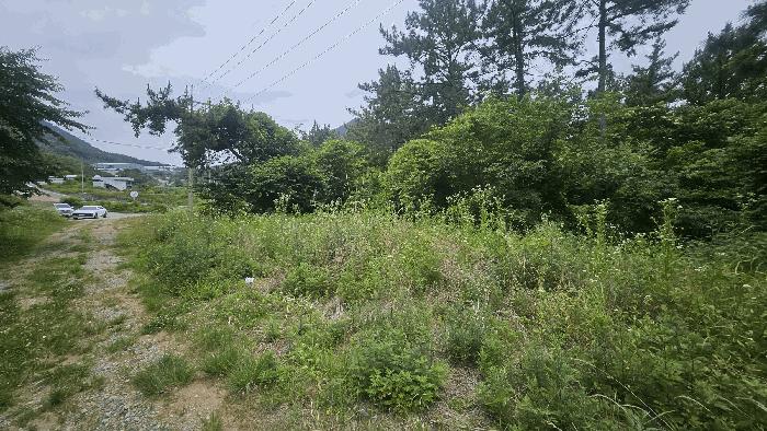 경상남도 거제시 사등면 사등리 산54-8 임야 경매 사진 8