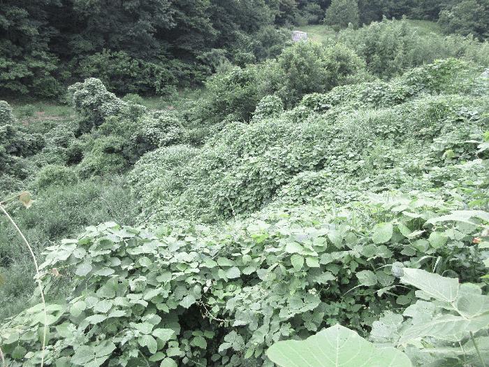 경상남도 거제시 아주동 1505 답 경매 사진 2