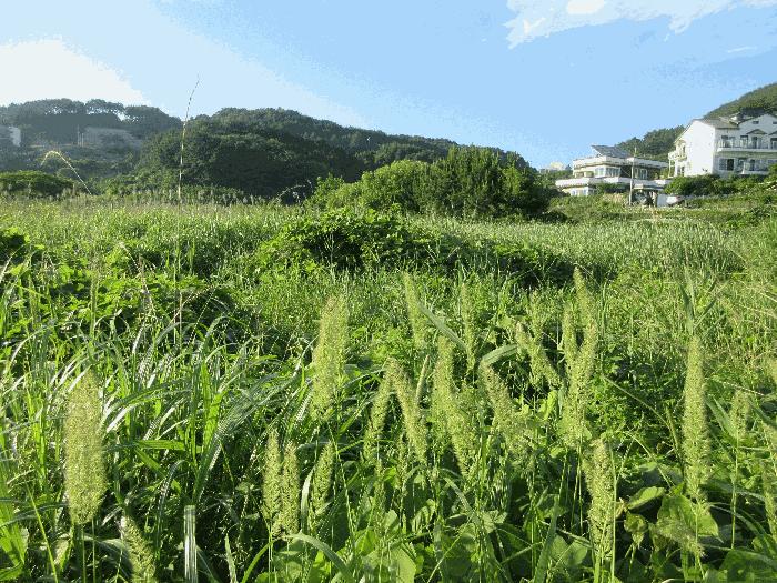 경상남도 거제시 일운면 와현리 411 답 경매 사진 2