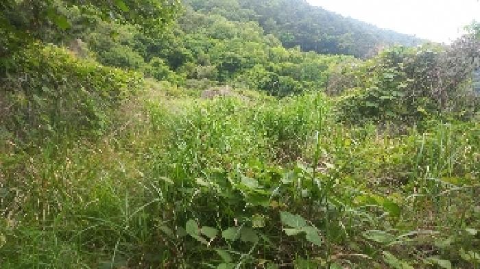 경상남도 거제시 거제면 법동리 823 답 경매 사진 7