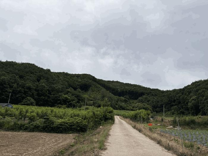 충청북도 보은군 산외면 원평리 101-13 전 경매 사진 1