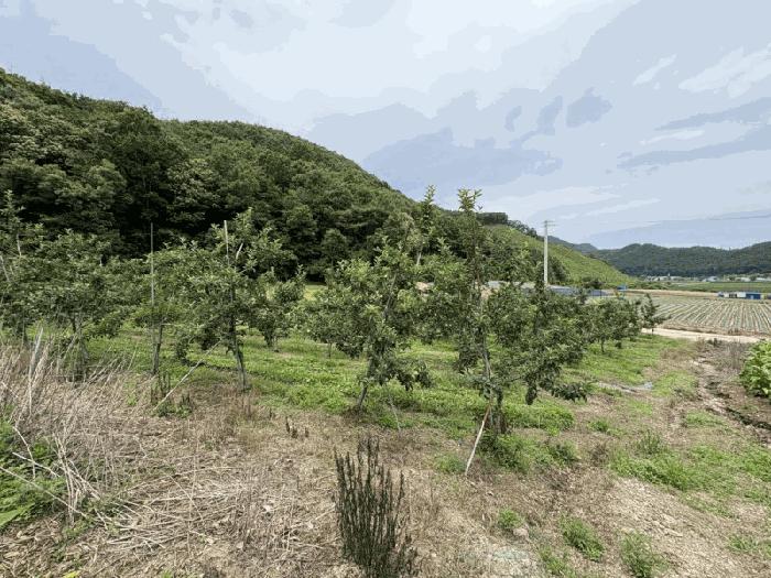 충청북도 보은군 산외면 원평리 101-13 전 경매 사진 3