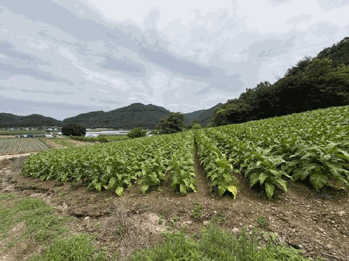 충청북도 보은군 산외면 원평리 101-13 전 경매 사진 4