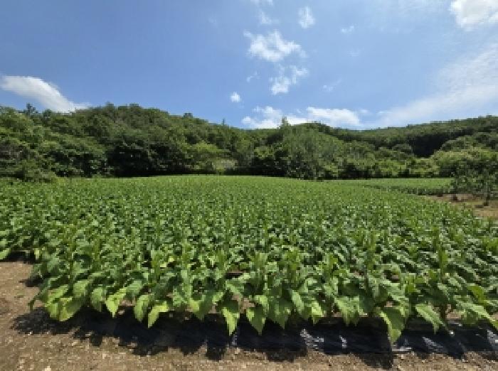 충청북도 보은군 산외면 원평리 101-13 전 경매 사진 6